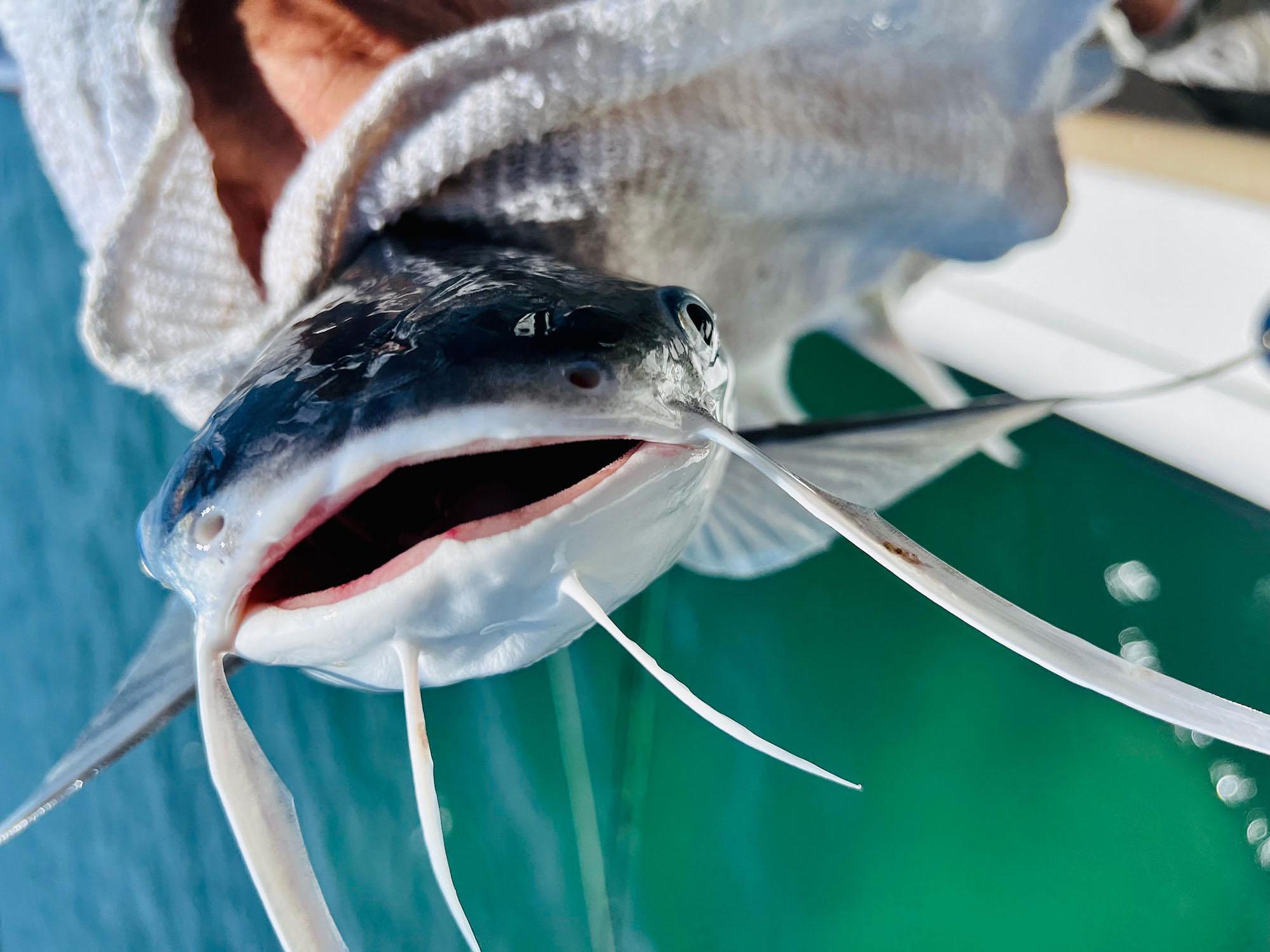 Catfish Guide Lake of the Ozarks: Unlocking the Secrets to Whiskered 